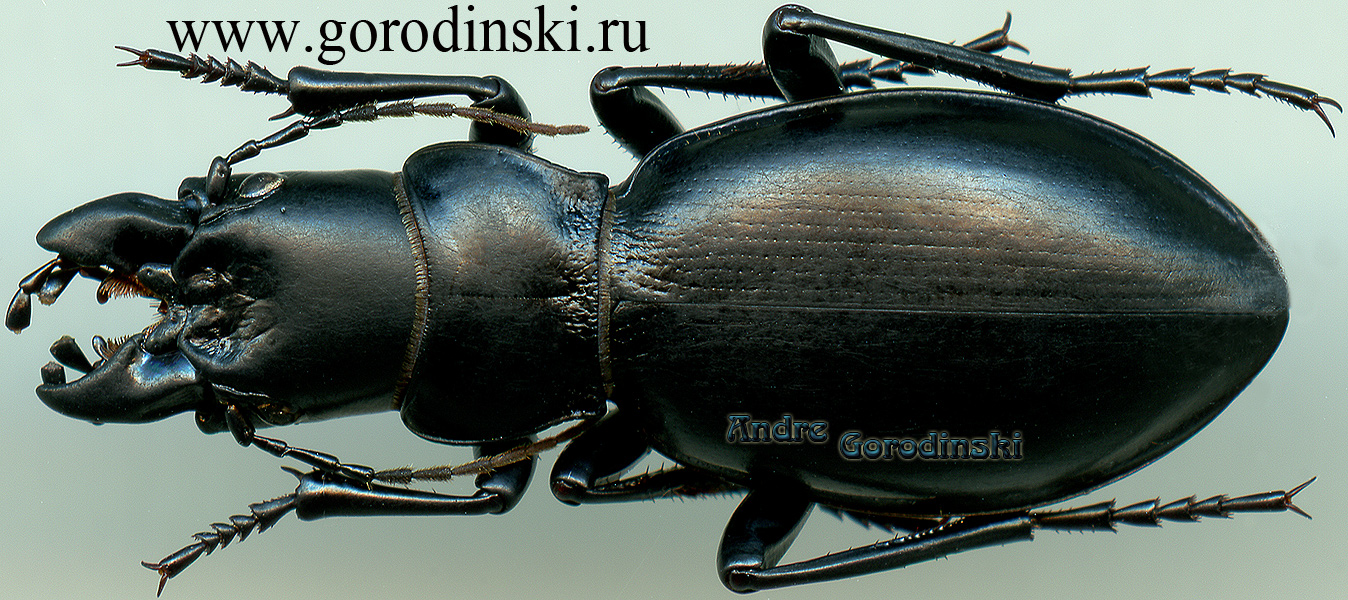 http://www.gorodinski.ru/carabus/Pantophyrtus brachypedilus absentivus.jpg